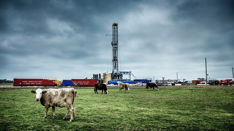 Cows near a fracking site - click to read article