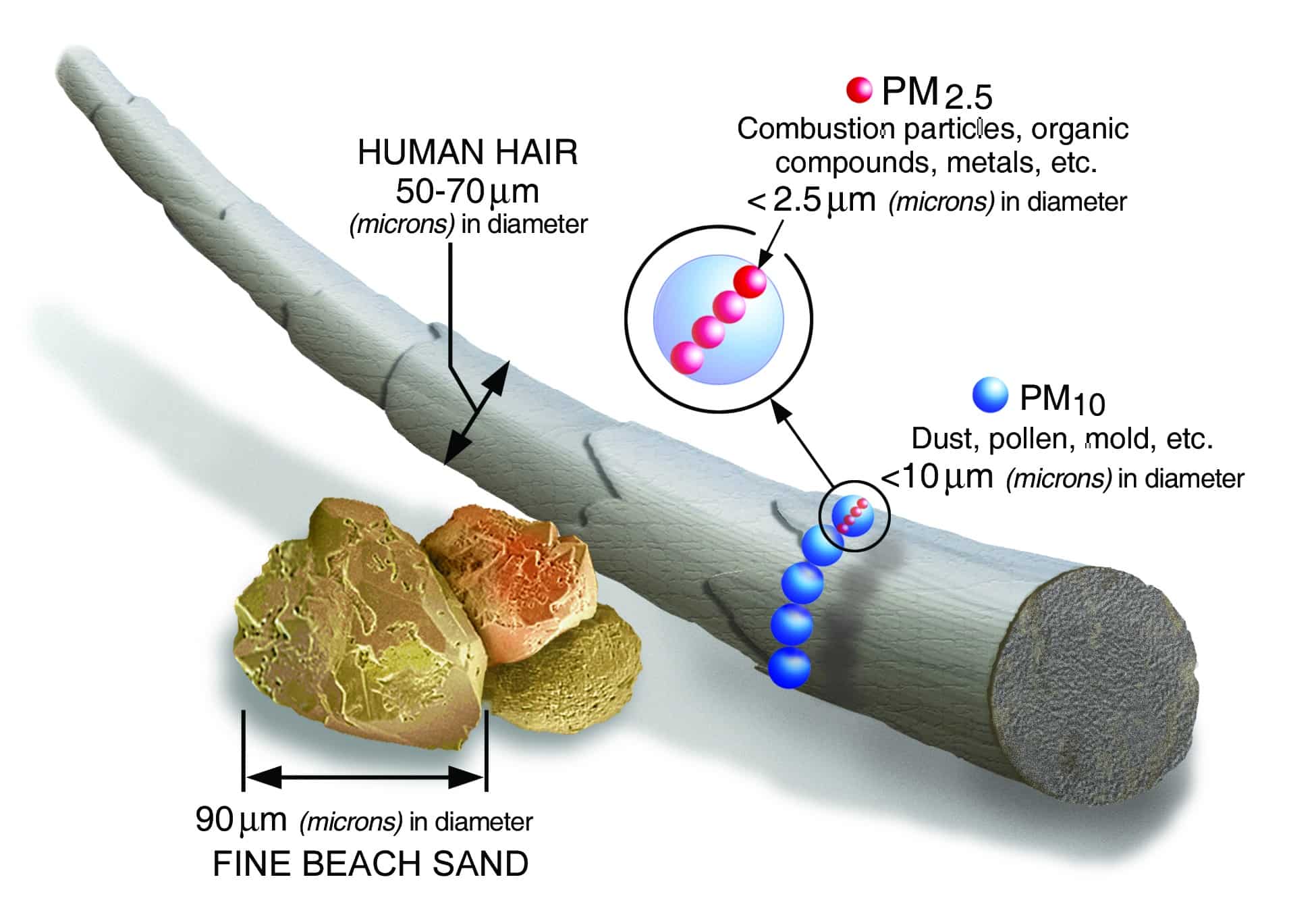 Graphic showing the scale of particulates smaller than human hair or a grain of sand